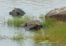 Tortue et crocodile - Ranthambore -  Inde